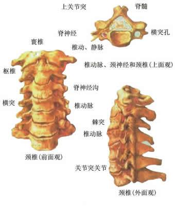 颈椎病失眠如何缓解 (颈椎病失眠如何治疗)