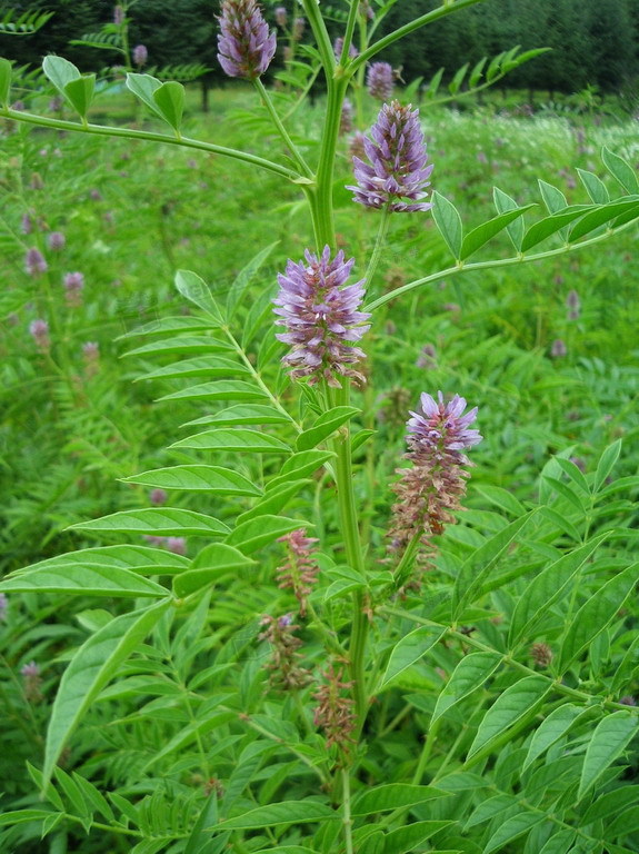 生甘草炒熟治咳嗽吗 (生甘草炒熟治疗焦虑)