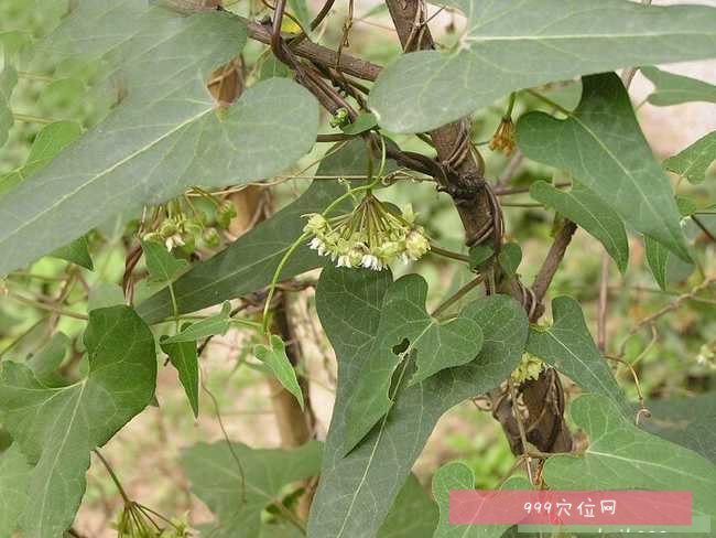 夜交藤能治疗失眠吗 (夜交藤能治疗抑郁症失眠吗)