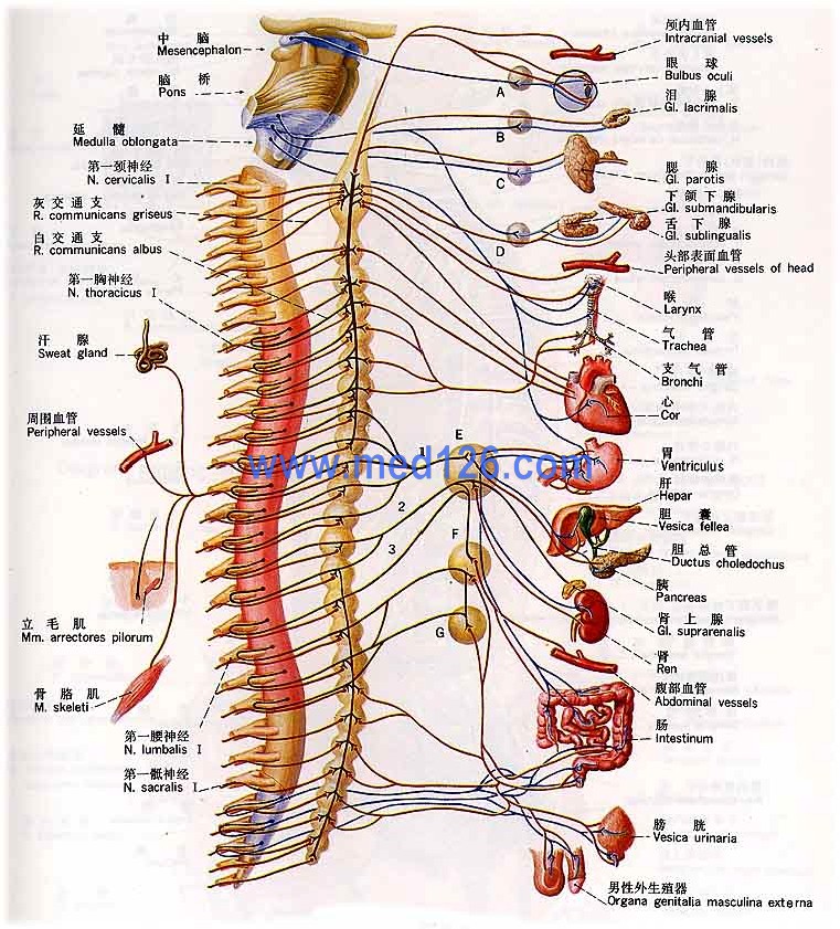 内脏神经焦虑抑郁吃什么药 (内脏神经焦虑抑郁躯体化状态)