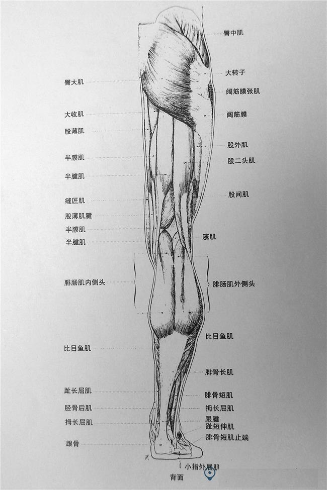 练肌肉的话 (练点肌肉吧！延缓大脑衰老)